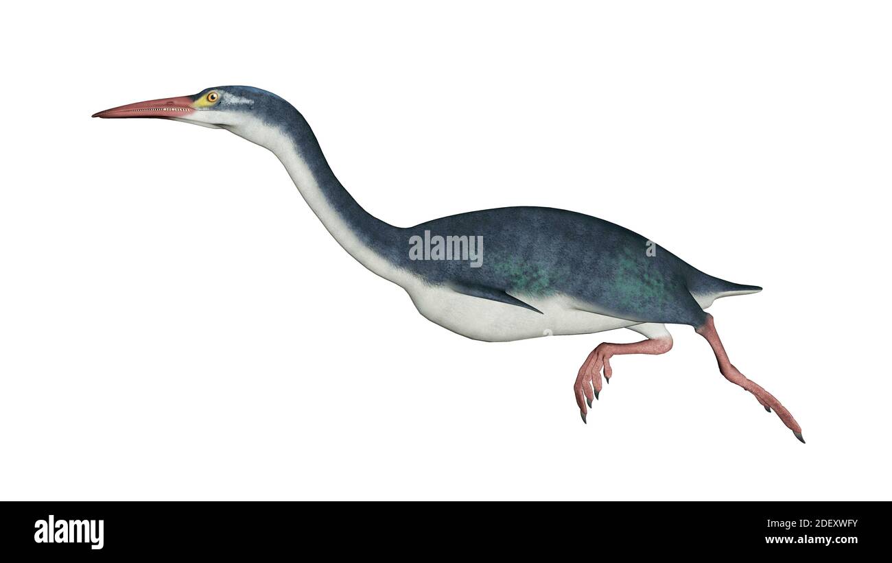 Hesperornis oiseau préhistorique - rendu 3D Banque D'Images