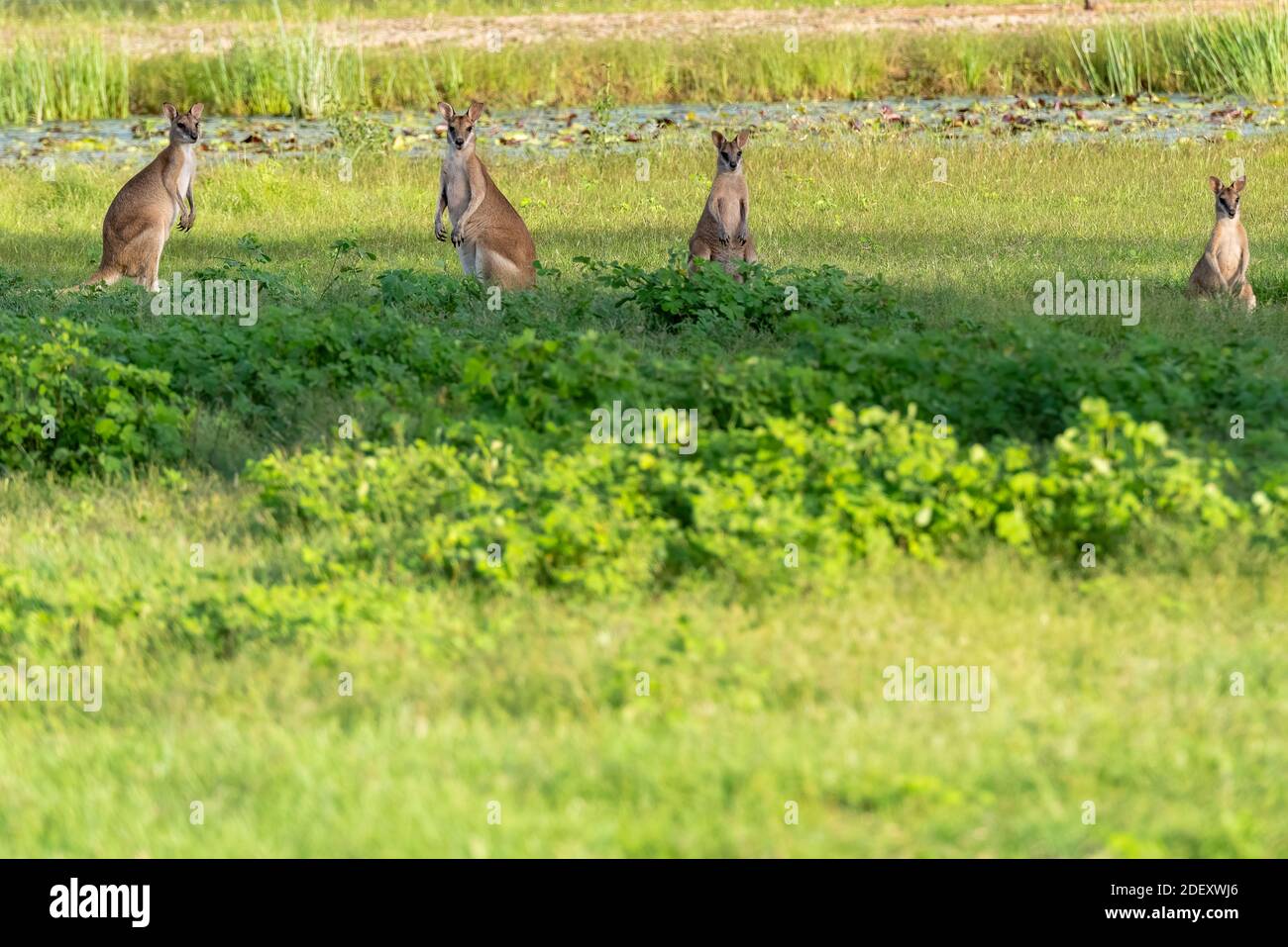 Wallabies in a field, territoire du Nord, Australie. Banque D'Images