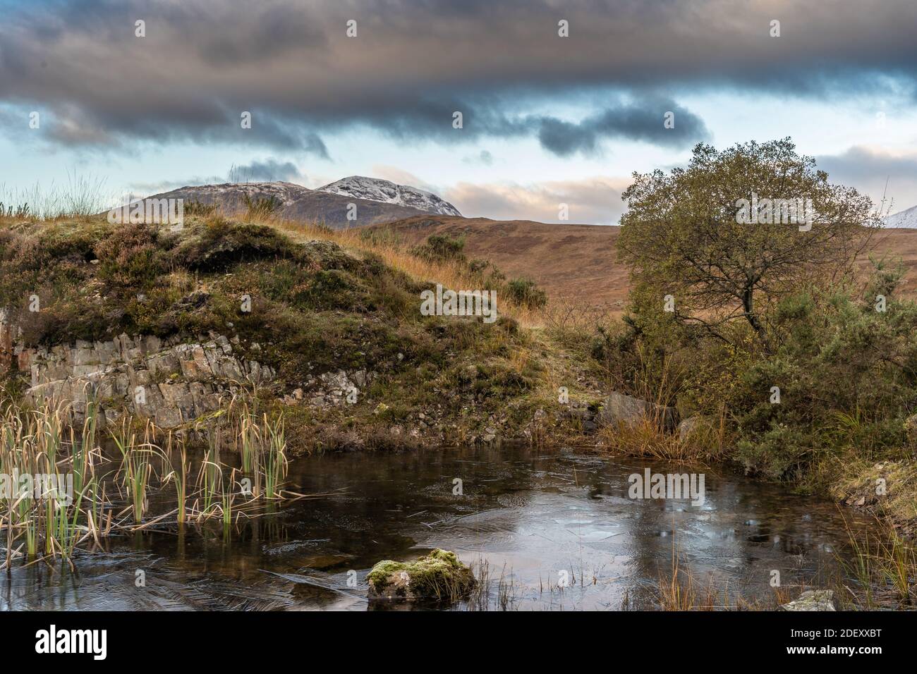 un lochan avec des taureaux, des landes et un arbre rabouclé, le rannoch moor Banque D'Images