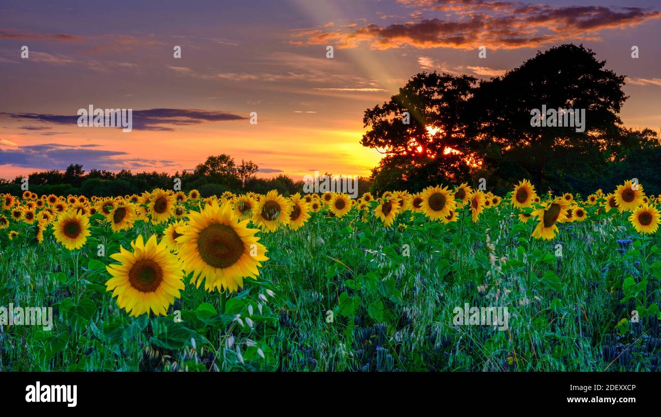 Southwick, Royaume-Uni - 3 août 2020 : coucher de soleil sur un champ de tournesols près de Southwick, Hampshire, Royaume-Uni Banque D'Images