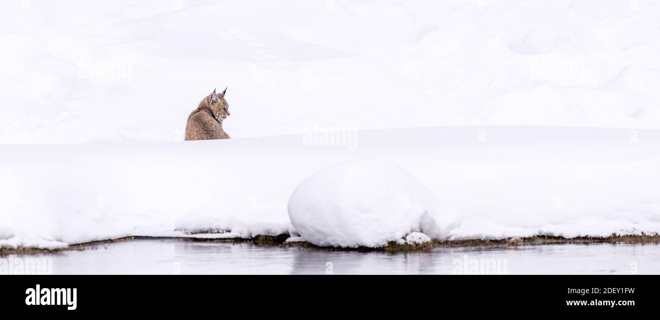 Lynx roux (Lynx rufus) à l'affût dans la neige le long de la rivière Madison dans le Parc National de Yellowstone, Wyoming, USA. Banque D'Images Lynx roux (Lynx rufus) à l'affût dans la neige le long de la rivière Madison dans le Parc National de Yellowstone, Wyoming, USA. Banque D'Images