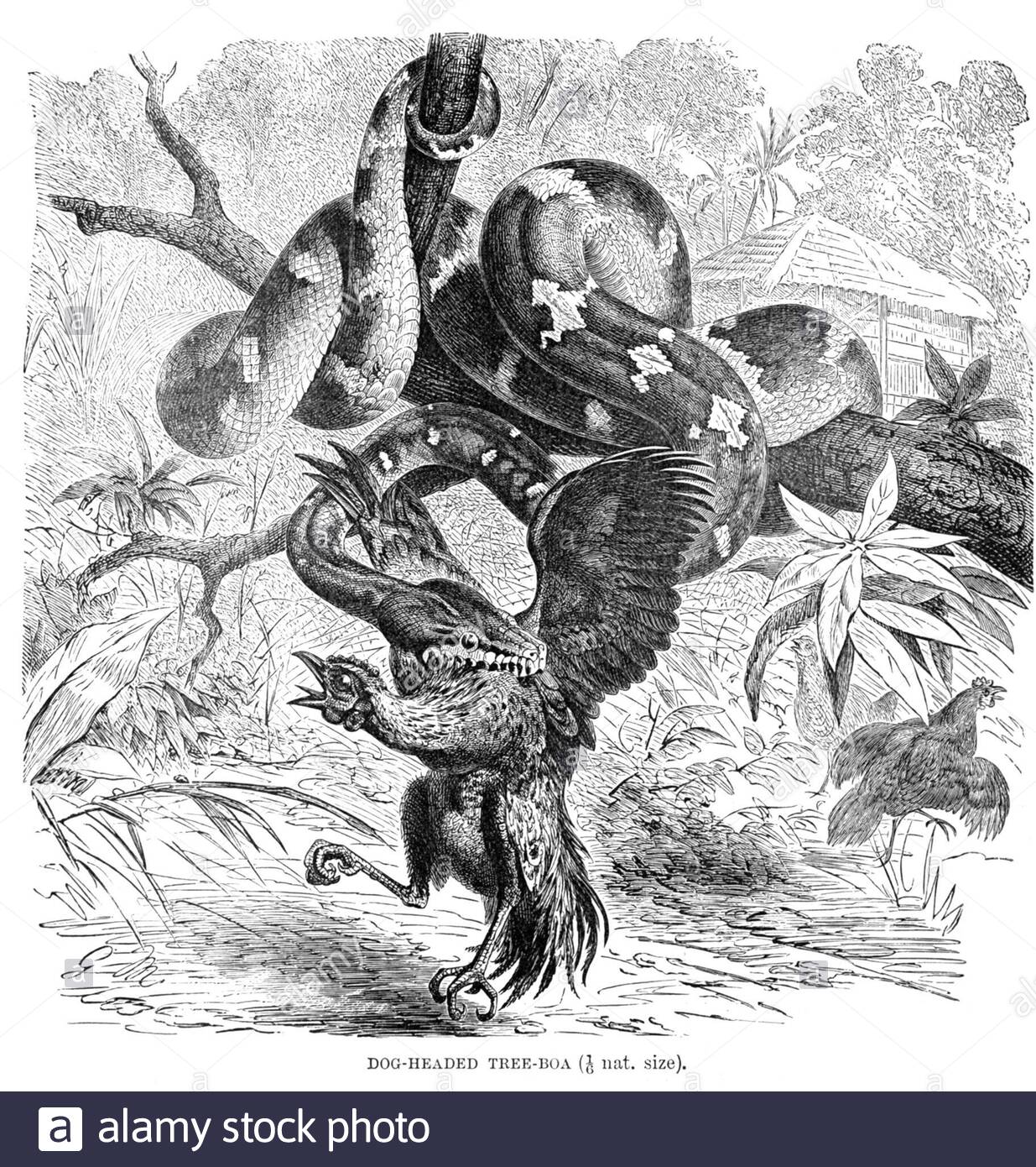 Boa d'arbre à tête de chien, illustration vintage de 1896 Banque D'Images