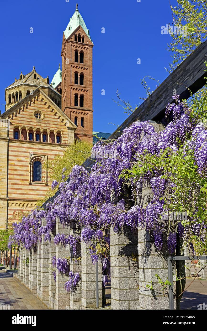 Schum-Stadt, Blauregen, Dom zu Speyer, Kaiserdom, St. Maria und St. Stephan, Geweiht 1061 Banque D'Images