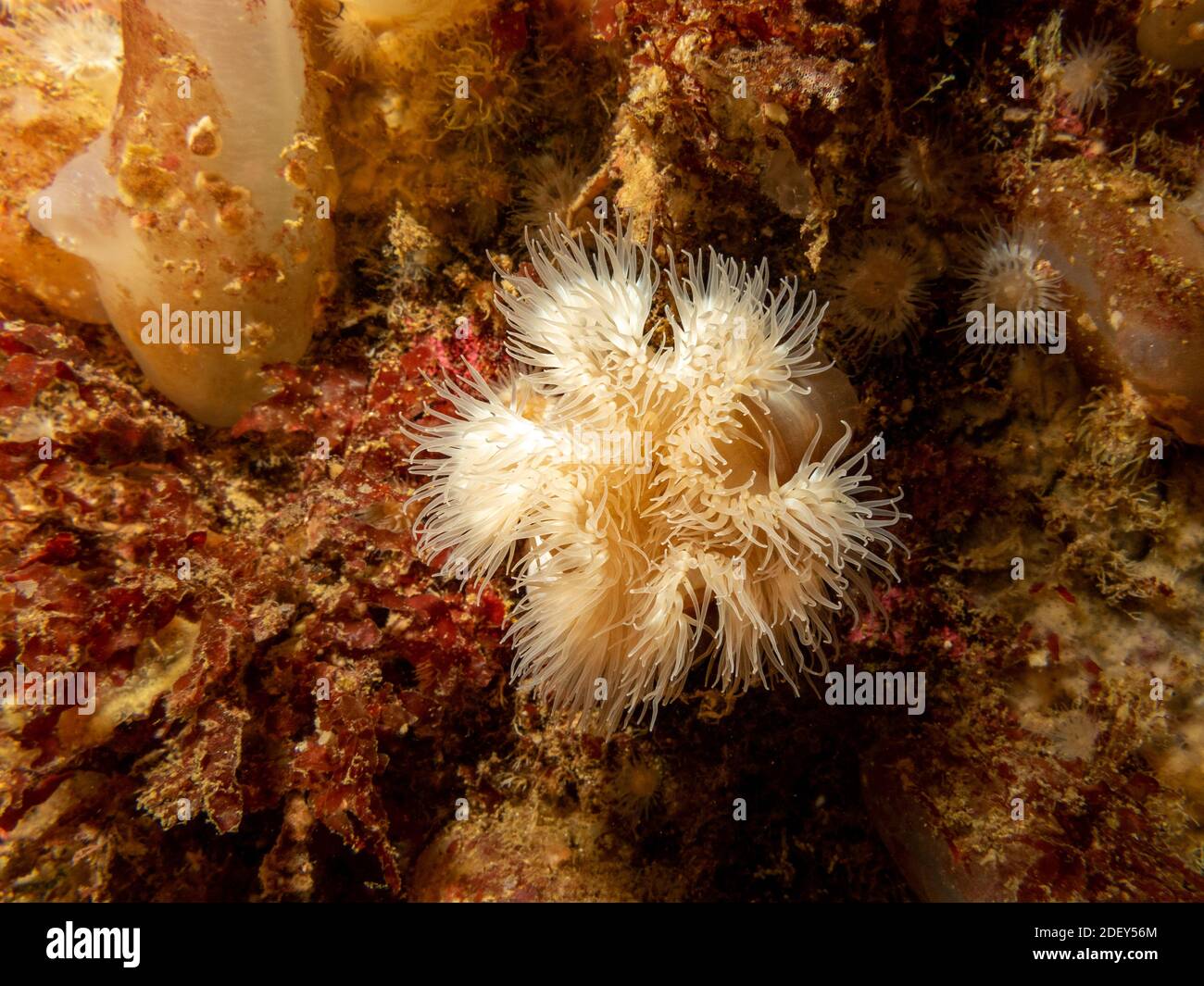 L'anémone de mer, Protanthea simplex se trouve en eaux profondes au large des côtes du nord-ouest de l'Europe. Photo des îles Weather, ouest de la Suède Banque D'Images