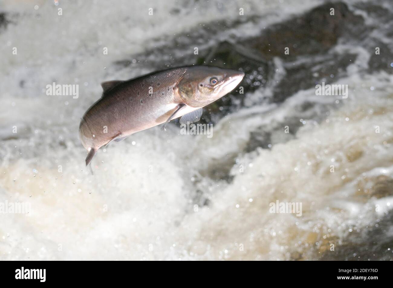 Saumon bondissant en cascade en Écosse. Banque D'Images