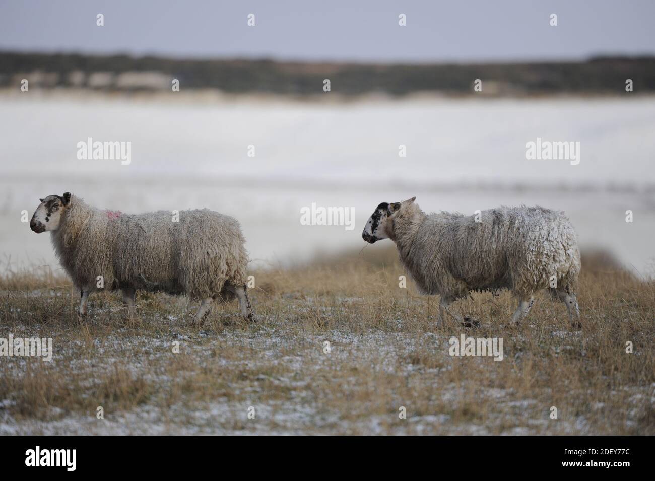 Deux brebis dans des conditions enneigées, l'Écosse. Banque D'Images