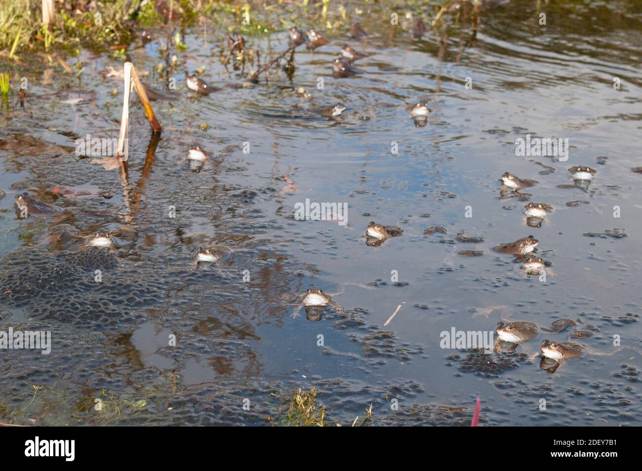 Grenouilles à duvet mâles (Rana temporaria) dans un bassin de reproduction. Banque D'Images