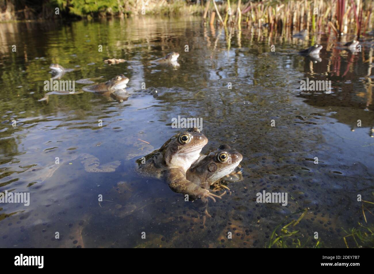 Deux grenouilles mâles (Rana temporaria) attendent patiemment les grenouilles femelles. Banque D'Images