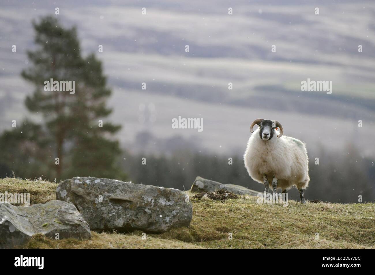 La brebis de Blackface dans un sol de colline typique Banque D'Images