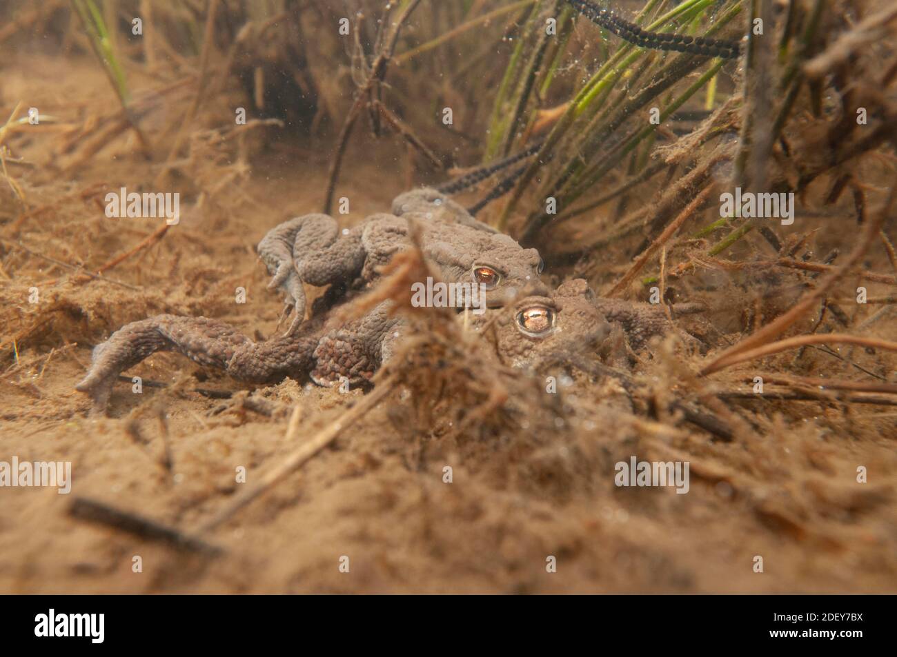 Reproduction de crapauds communs (Bufo bufo) sous l'eau. Banque D'Images