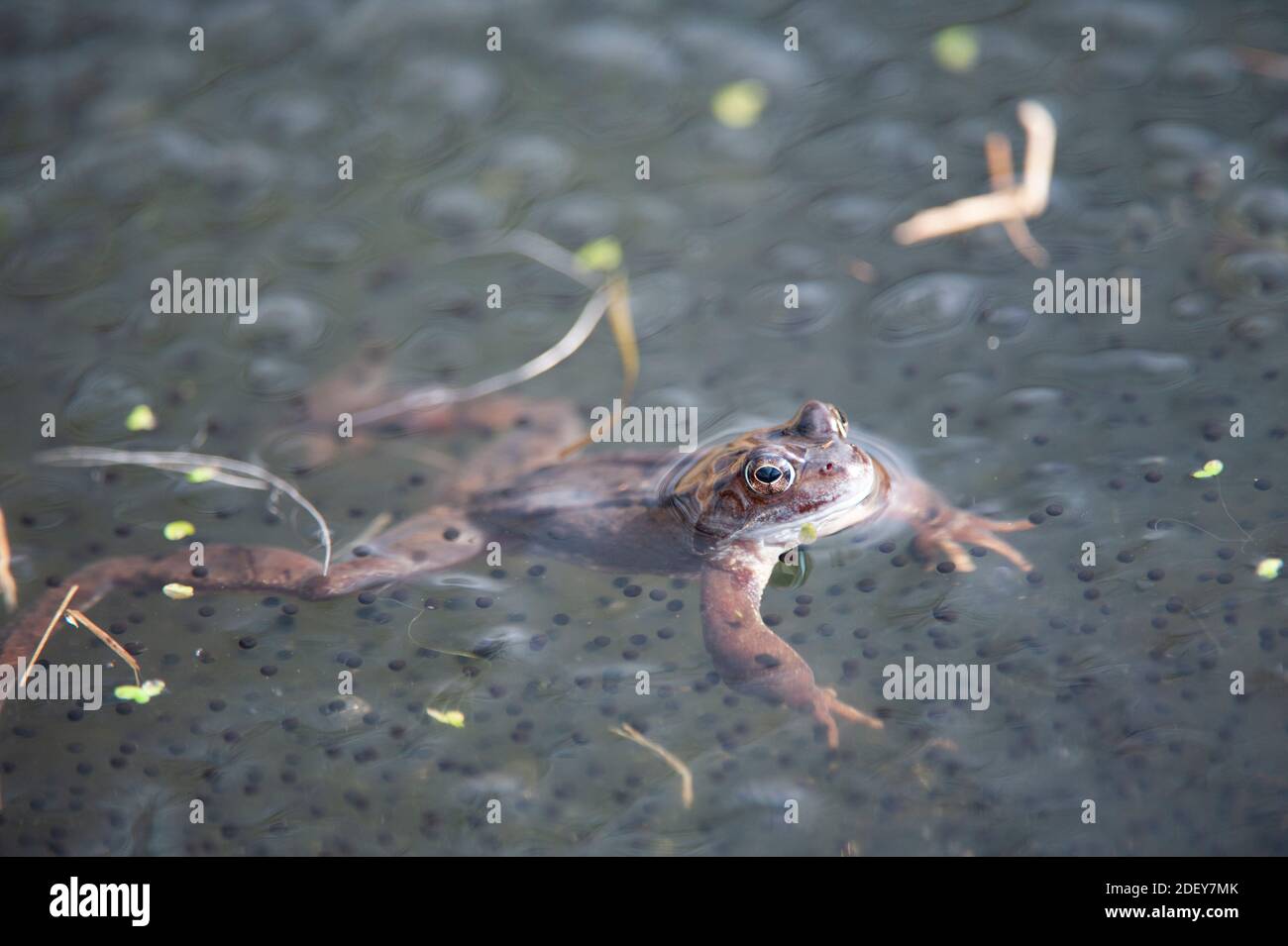 Grenouille commune masculine (Rana temporaria) attendant toute grenouille femelle venant au bassin de reproduction. Banque D'Images