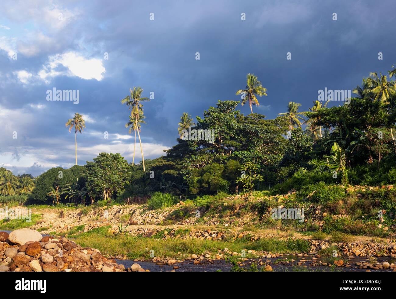Nature tropicale sauvage avec palmiers et bord de rivière. Forêt de jungle verte au soleil. Ciel