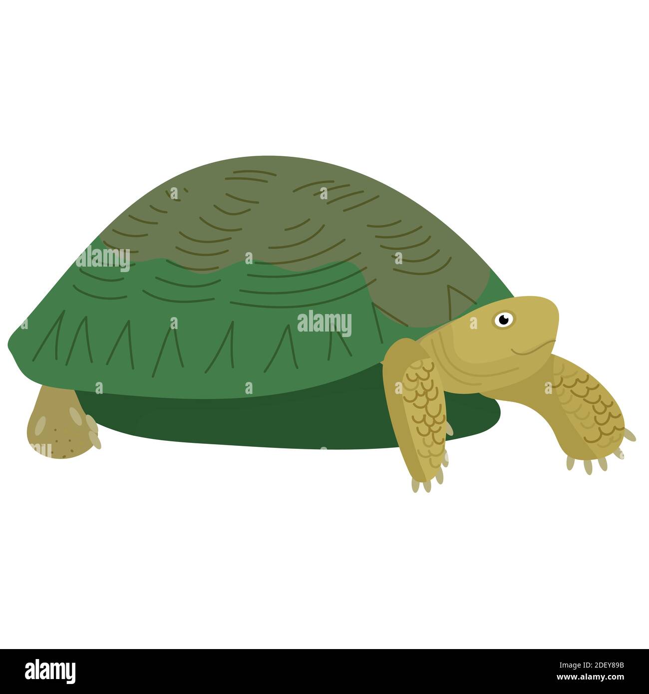 illustration vectorielle d'une tortue. Illustration de Vecteur