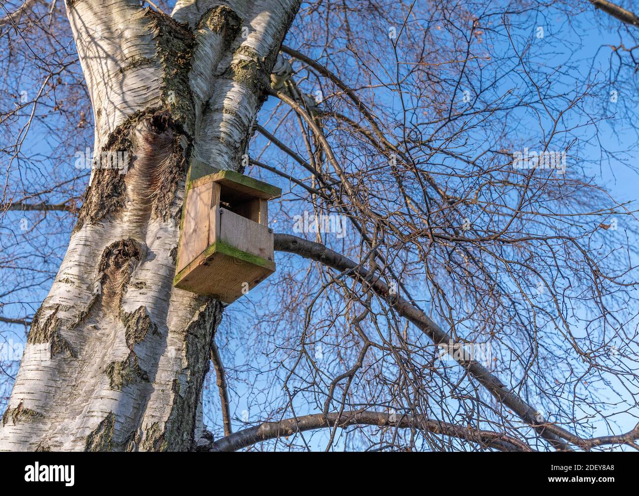 Boîte à oiseaux en bois située dans un grand bouleau argenté le jour ensoleillé de l'hiver. Banque D'Images