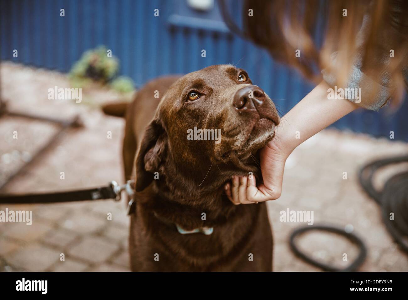 chien de laboratoire de chocolat Banque D'Images