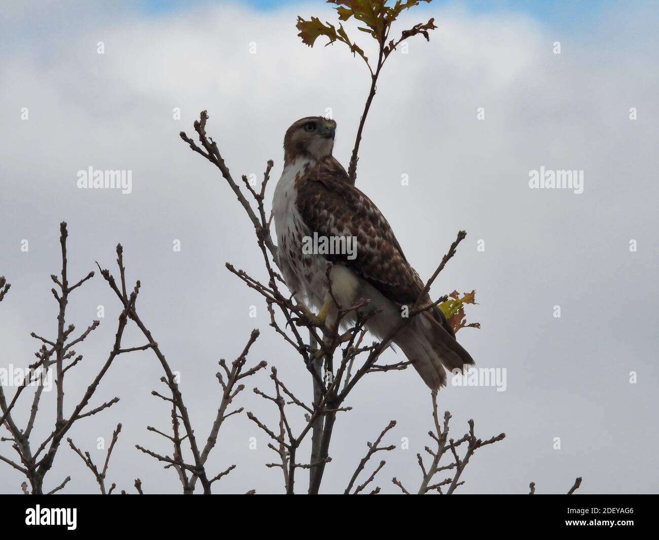 Un oiseau de proie de Red-Tail Hawk tourne la tête pour regarder Perchée vers l'arrière sur la branche supérieure avec des feuilles de couleur automnale Dessus de l'arbre dans la vue d'automne Banque D'Images
