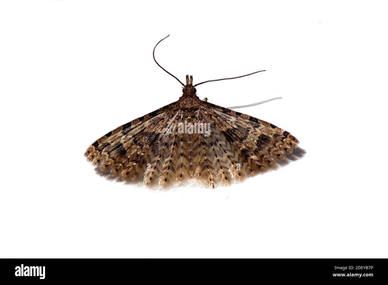 Alucita hexadactyla (teigne du vingt-plume) est un 'micropapillon' de la famille des teigne du plut (Alucitidae). Isolé sur un fond blanc. Pays-Bas Banque D'Images