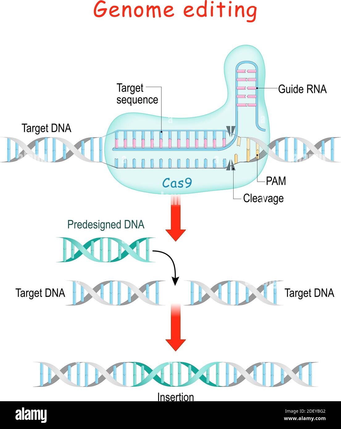 Édition du génome. Chirurgie moléculaire avec CRISPR et Cas9. Explication du processus d'édition de l'ADN ou des gènes. La nucléase Cas9 Illustration de Vecteur