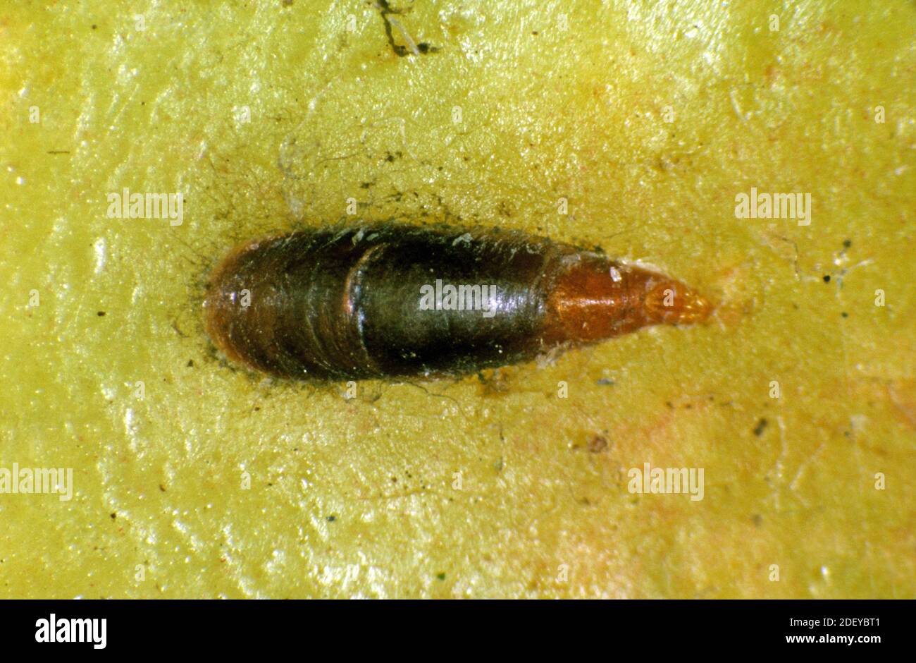 Échelle de la moule à pomme femelle adulte ou échelle de l'oystershell (Lepidosaphes ulmi) à la surface d'un fruit de pomme Banque D'Images