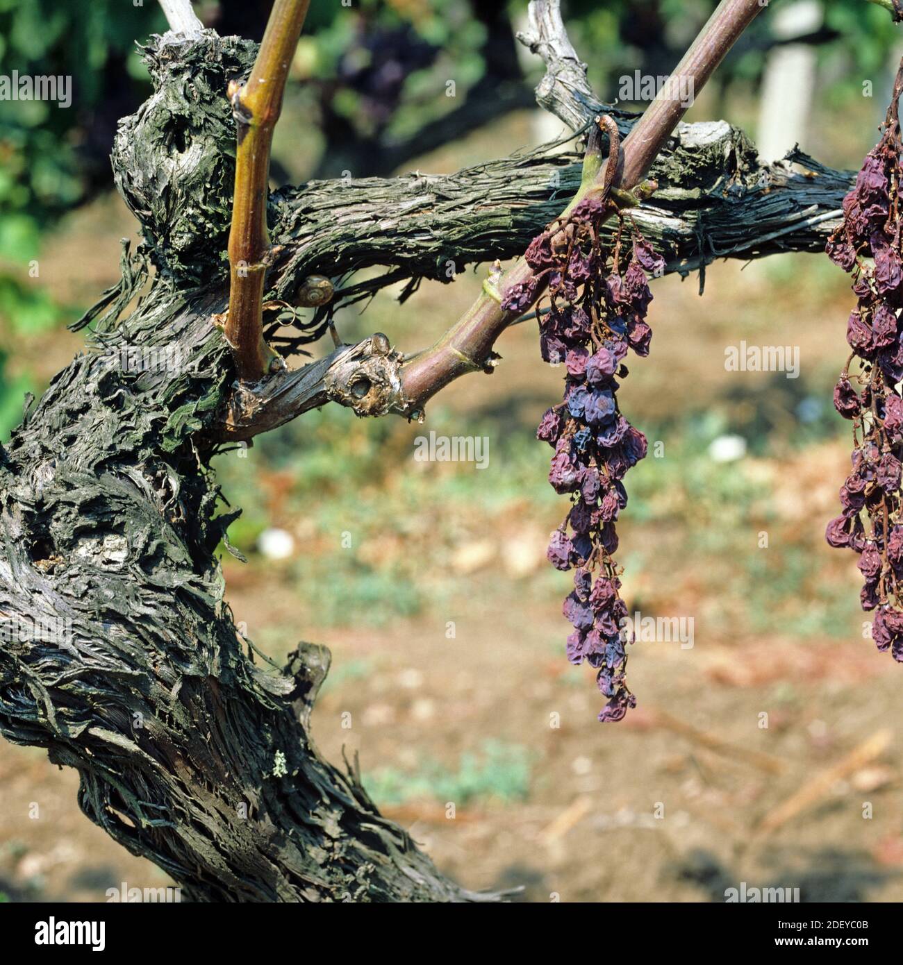 Maladie d'ESCA (Apoplexy) symptômes causés par plusieurs agents pathogènes fongiques et Affectant la tige et le fruit des vignes en Grèce Banque D'Images