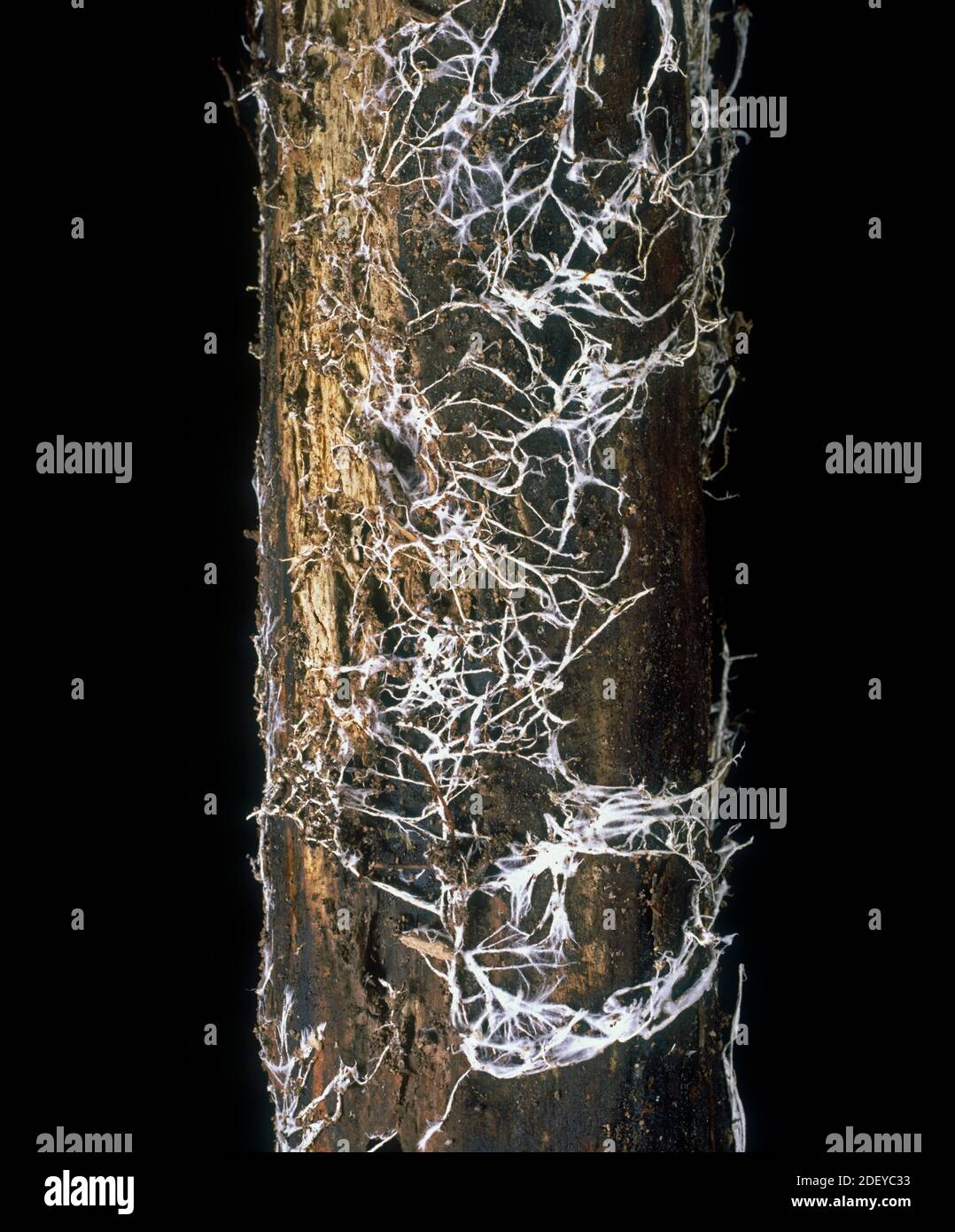 Champignon du miel (Armillaria mellea) maladie fongique poussant le mycélium blanc sous l'écorce de bois de chêne (Quercus sp.) Banque D'Images