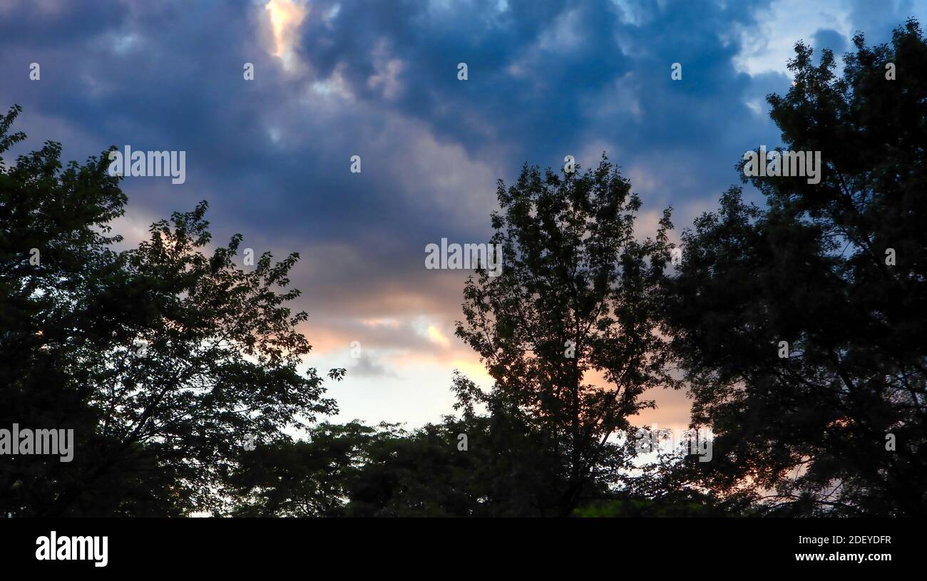 Le cadre spectaculaire du coucher de soleil a taillonné les Maple Trees avec du bleu vif Et nuages orange Banque D'Images