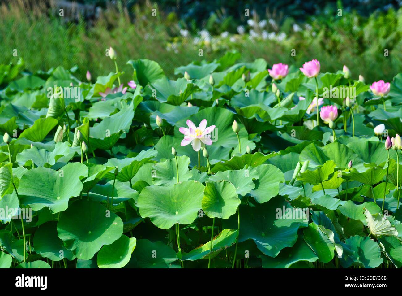 Rose Lily Bloom parmi les bourgeons de fleur et le vert luxuriant grand Feuilles Banque D'Images