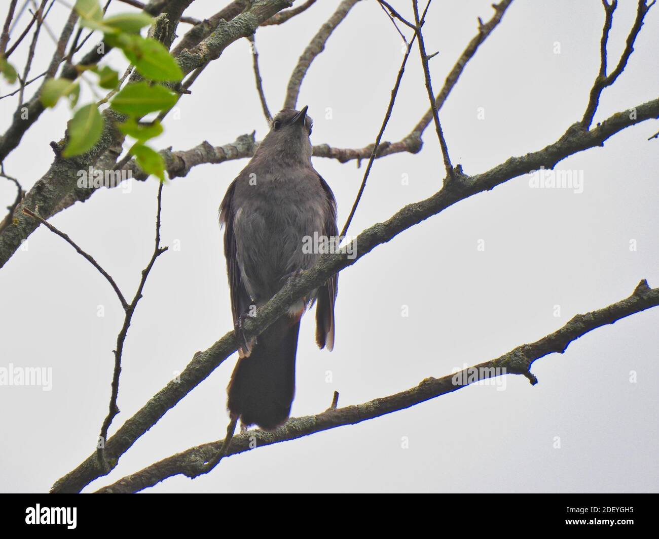 Oiseau-chat gris perché sur la branche lors d'une journée nuageuse Regarder tout droit vers le haut et vers l'extérieur Banque D'Images