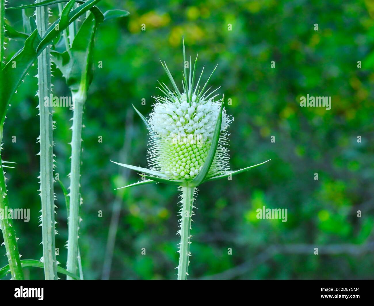 Gros plan de la fleur en forme de fleur de Thistle blanche à moitié fleur Weed avec Épines feuilles et tiges vert vif Banque D'Images