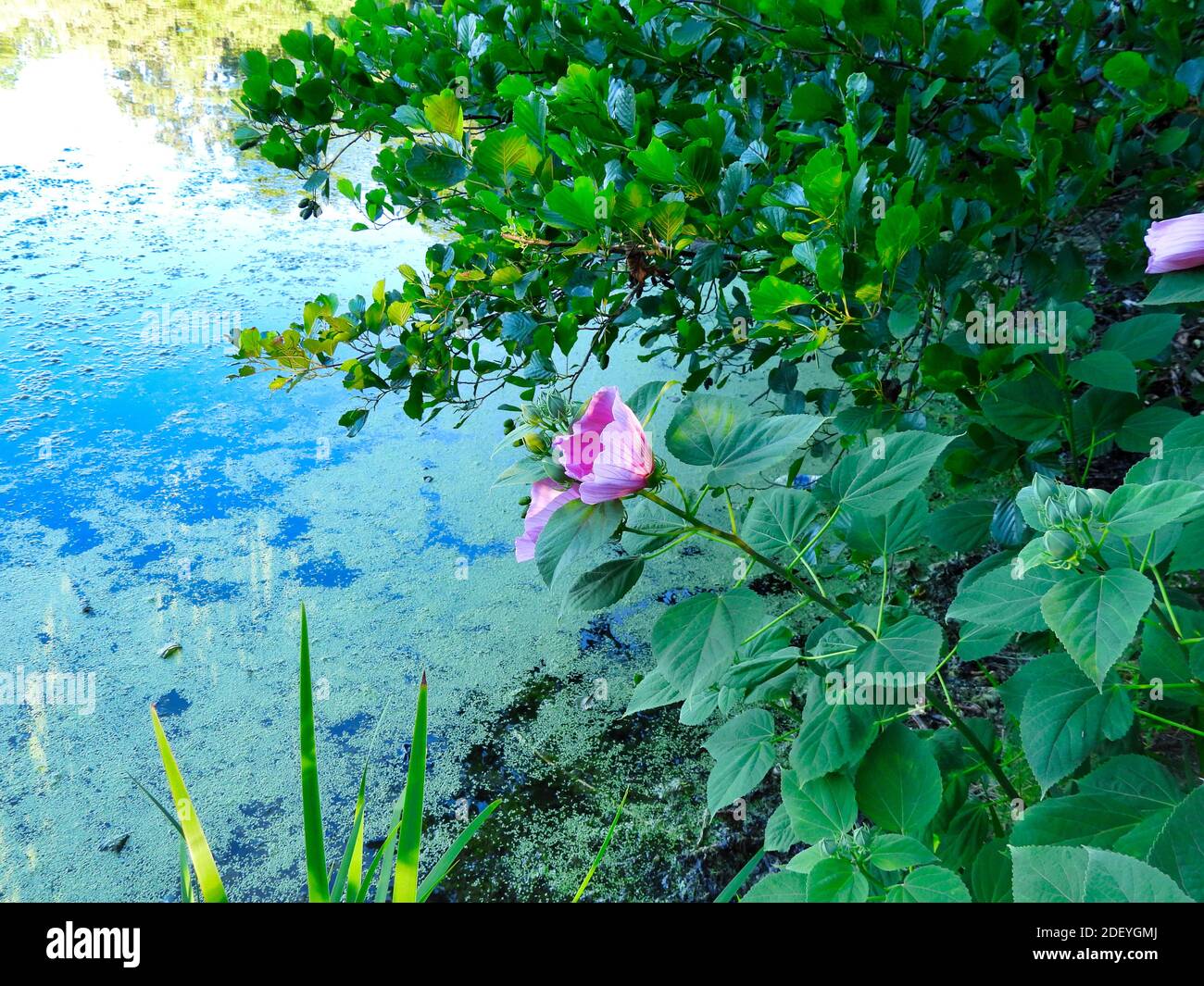 Fleurs d'hibiscus rose en fleurs de côté du lac eau couverte de duckaded Banque D'Images