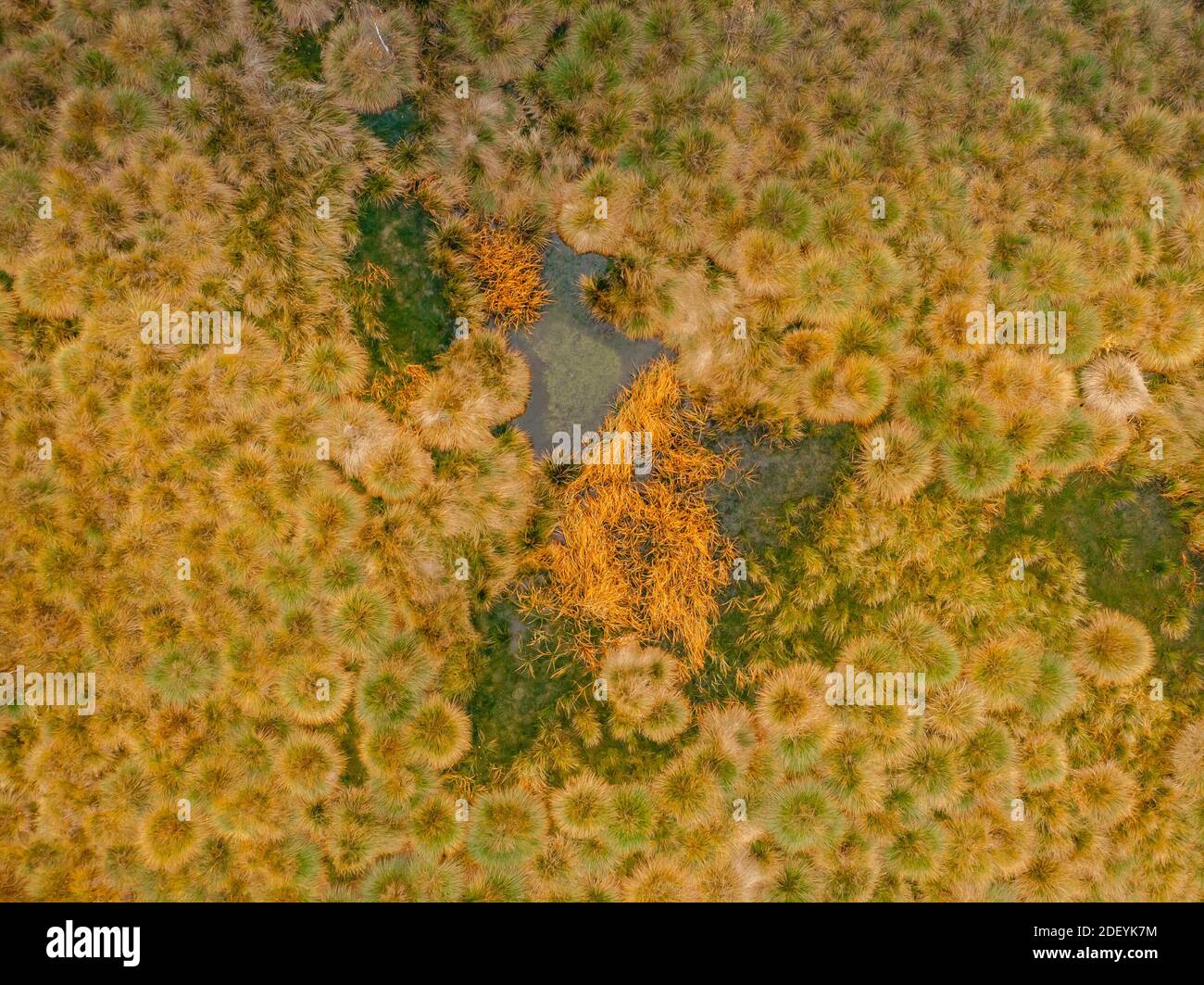 Vue aérienne de tourbière avec lac, mousse d'orange verte dans le parc national de Sumava, République Tchèque.paysage aérien coloré.vue du dessus tir de drone Banque D'Images