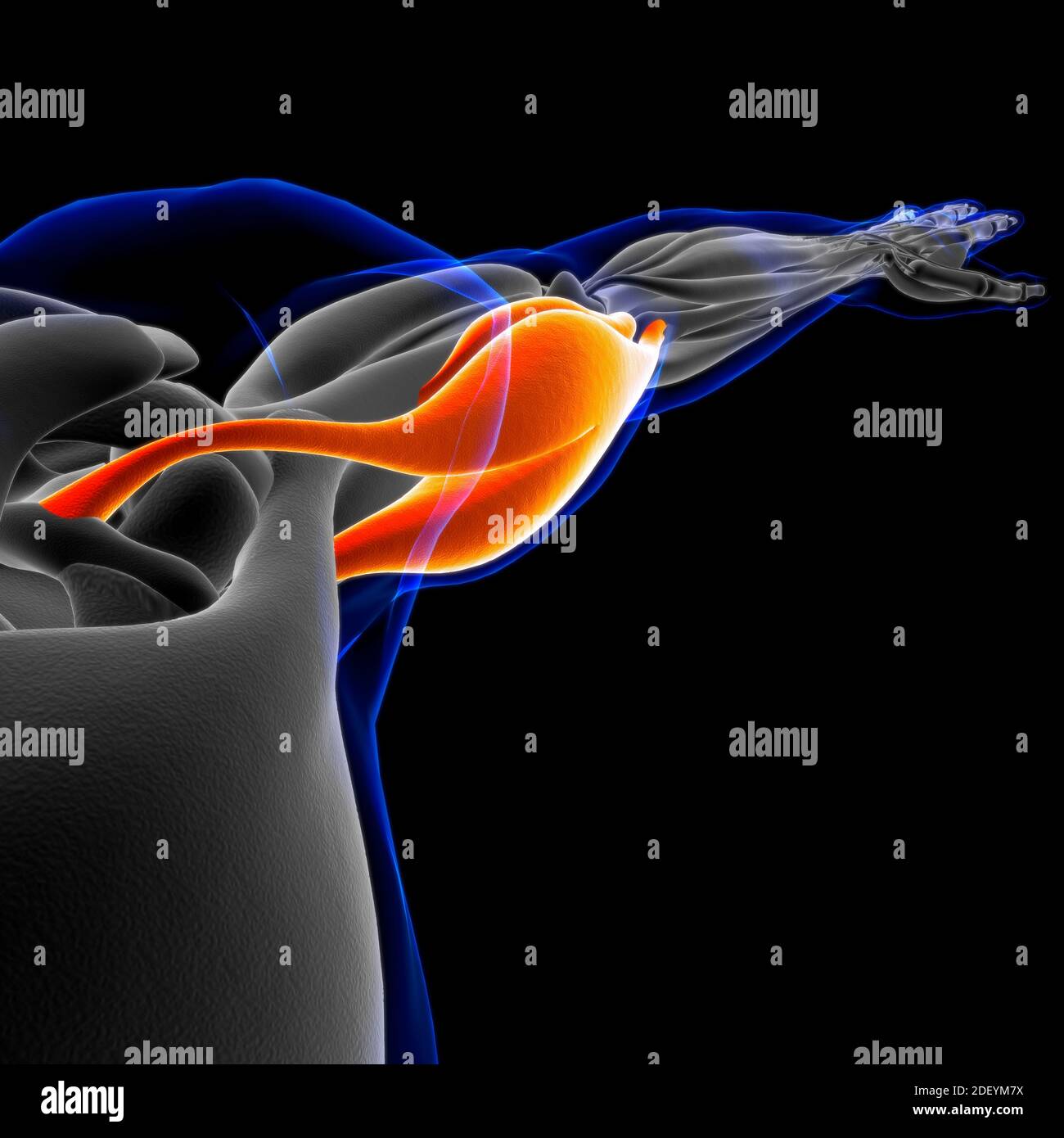 Le muscle est un tissu mou, les cellules musculaires contiennent des protéines , produisant une contraction qui modifie à la fois la longueur et la forme de la cellule. Muscles fonct Banque D'Images