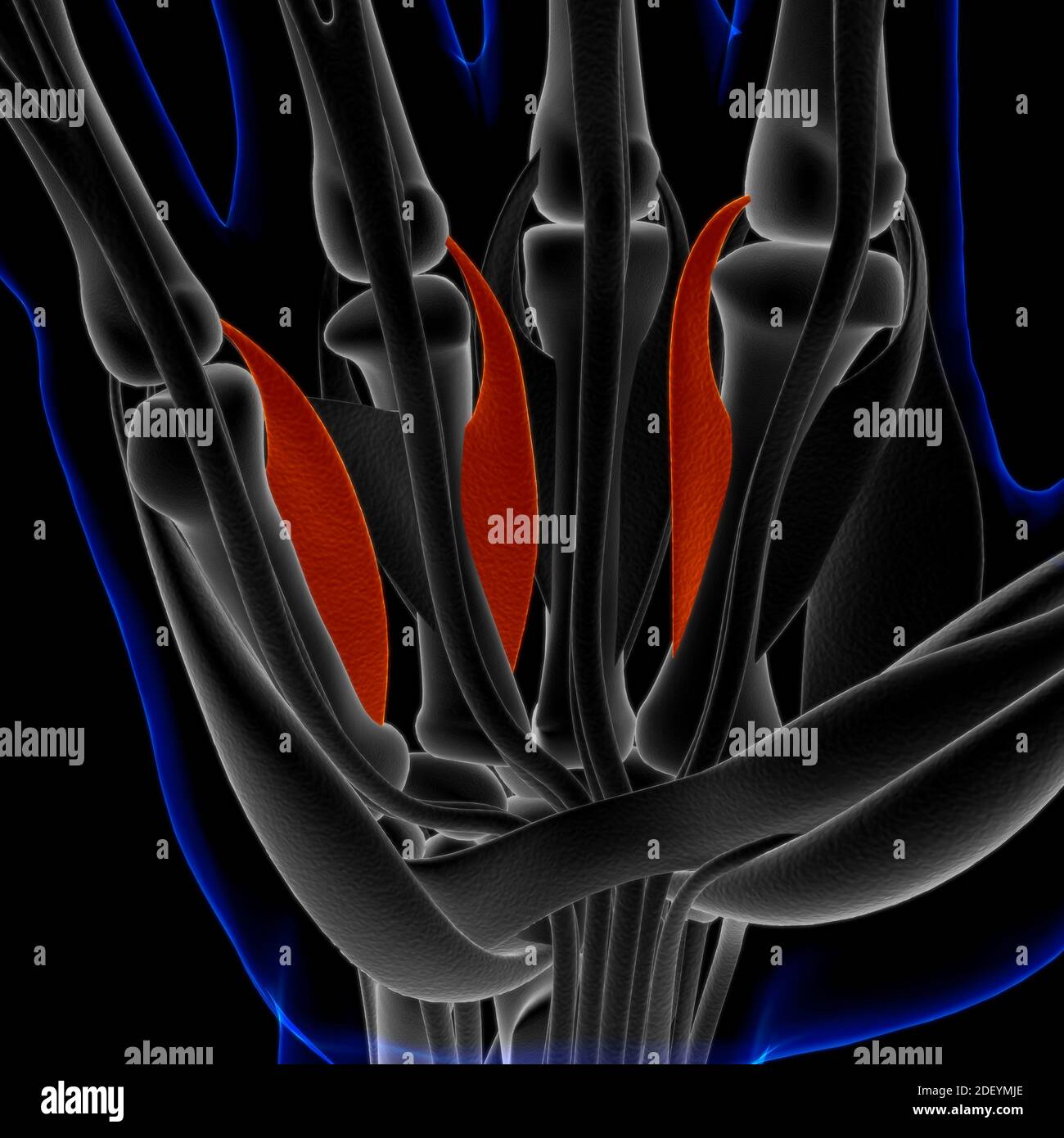 Le muscle est un tissu mou, les cellules musculaires contiennent des protéines , produisant une contraction qui modifie à la fois la longueur et la forme de la cellule. Muscles fonct Banque D'Images