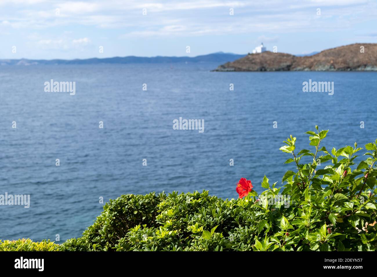 Hibiscus rouge rosa sinensis, chine, plante à fleurs tropicale de shoebnap. Vue de Blur Kea, Tzia Island Grèce fond sur evergee Banque D'Images Hibiscus rouge rosa sinensis, chine, plante à fleurs tropicale de shoebnap. Vue de Blur Kea, Tzia Island Grèce fond sur evergee Banque D'Images