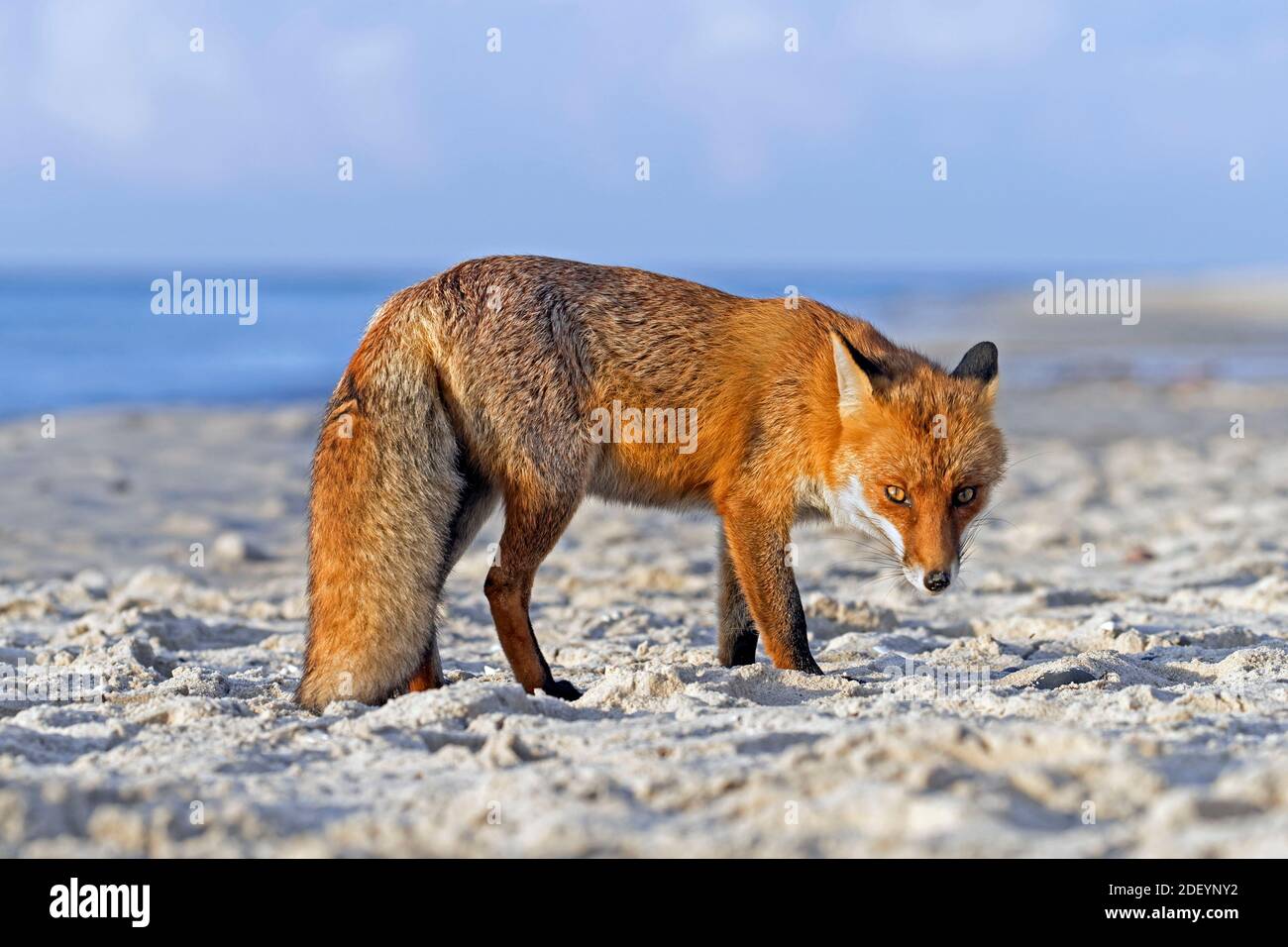 Renard roux (Vulpes vulpes) recherche de nourriture sur une plage de sable le long de la côte Banque D'Images