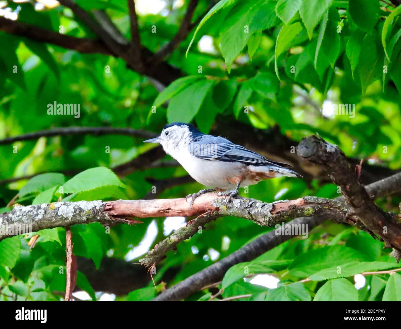 Châle blanc à motif noix et hachures oiseaux marche sur une branche d'arbre entourée Par les feuilles vertes un jour d'été Banque D'Images