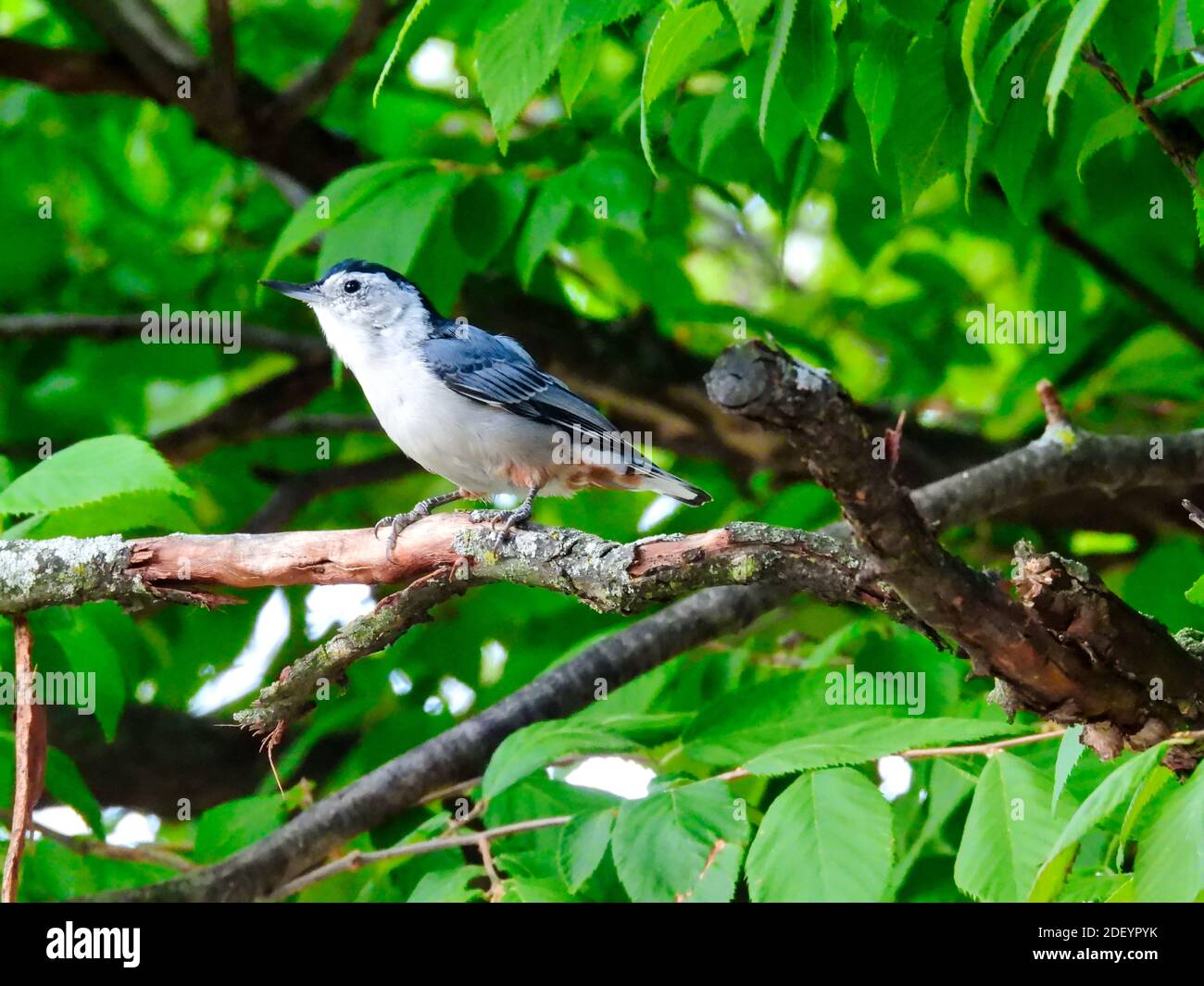 Noix de poitrine blanche à hachures et oiseaux perchés sur une branche d'arbre entourée Par des feuilles de vert vif lors d'une belle journée ensoleillée d'été Banque D'Images