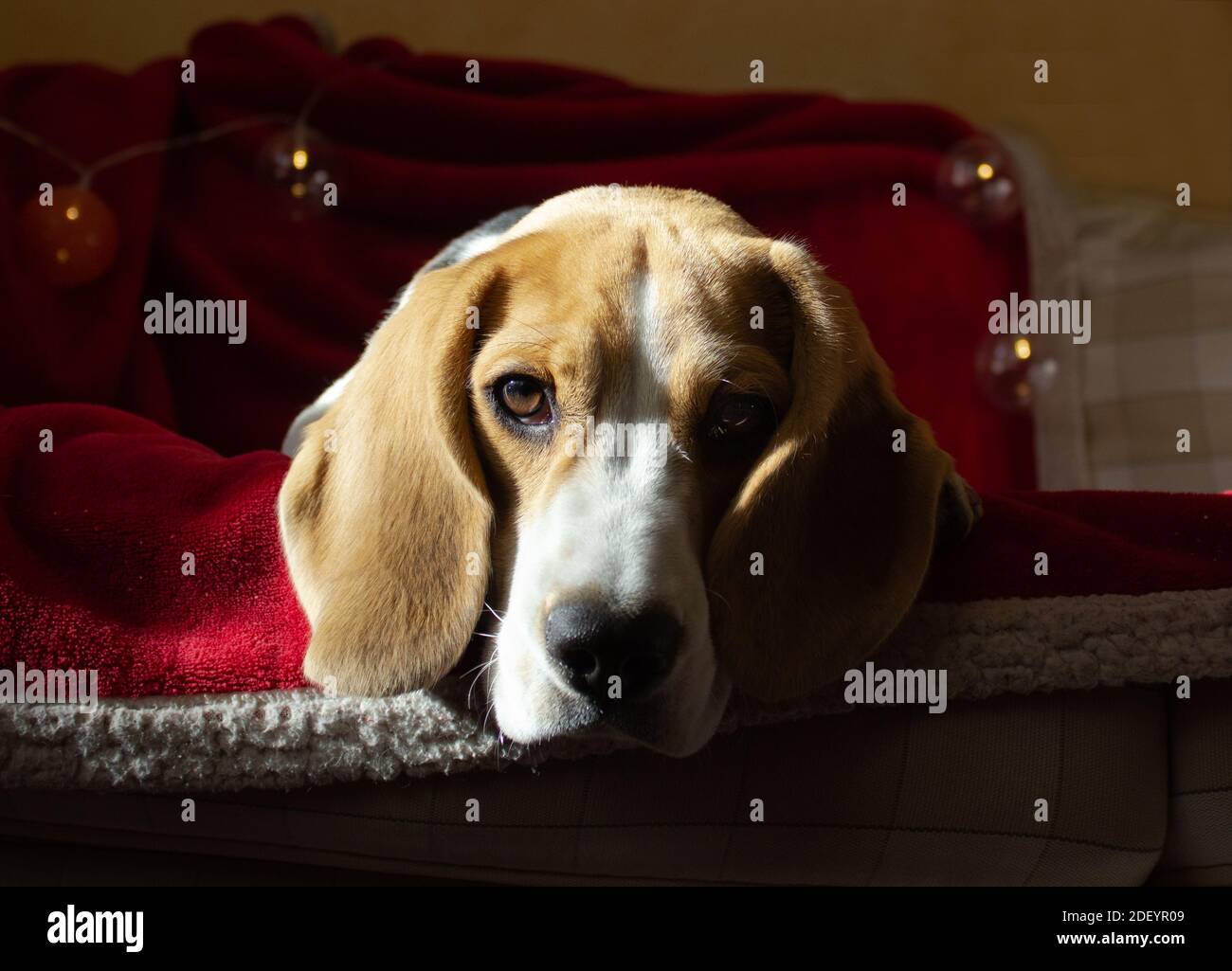 beagle allongé sur un canapé avec une guirlande de noël Banque D'Images