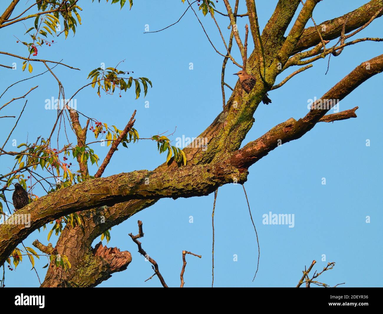 Jeune oiseau de Starling européen perché haut dans la branche d'arbre avec Les plumes grises moulantes autour de Head donnent sur un Starling européen mature Oiseau perché Banque D'Images