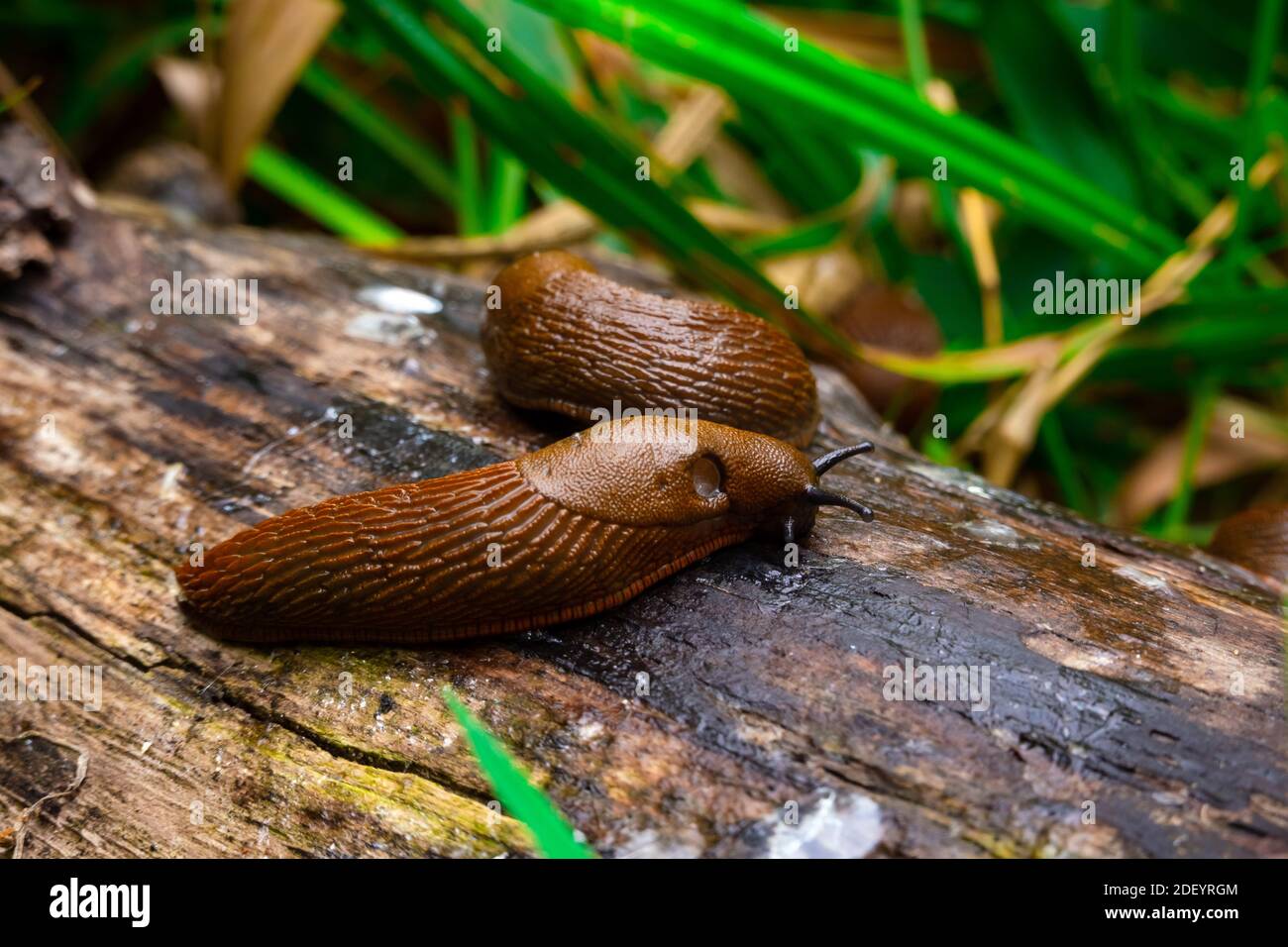 Vue rapprochée de la slug espagnole brune commune sur bois à l'extérieur. De grandes limaces d'escargot brunes rampant dans le jardin Banque D'Images