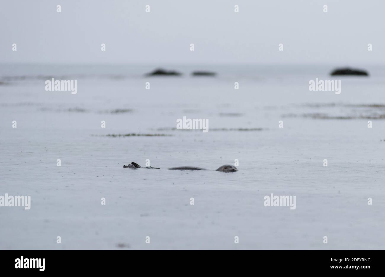 Phoque commun, Phoca vitulina nageant dans les eaux de l'océan Atlantique arctique sur la côte d'Ytri Tunga, Islande Banque D'Images