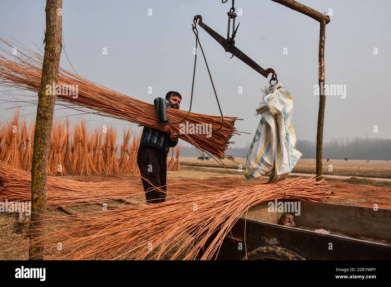 Srinagar, Inde. 02e décembre 2020. Un cachemiri pèse des brindilles utilisées dans la fabrication de 'Kangriss', (pots de feu traditionnels) dans le village de Shallabugh du district de Ganderbal à environ 22kms de Srinagar.le Kangri est un pot-feu traditionnel qui garde les gens au chaud pendant les mois d'hiver sévères quand la température descend à moins 20. Kangri est fait d'argile et de brindilles dans lesquels le charbon de bois chaud est conservé. Crédit : SOPA Images Limited/Alamy Live News Banque D'Images