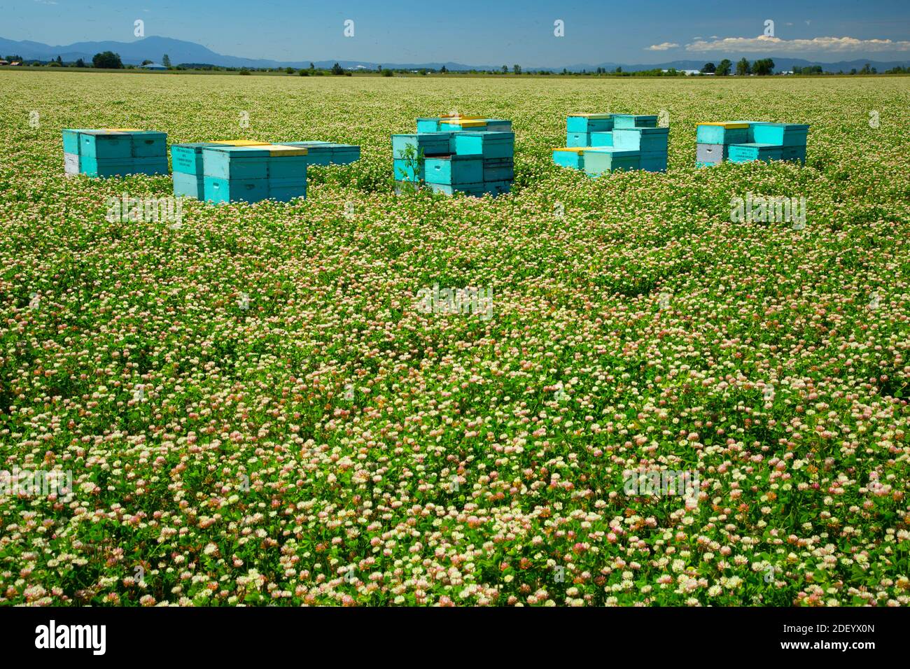 Ruches d'abeilles dans le champ de trèfle, comté de Linn, Oregon Banque D'Images