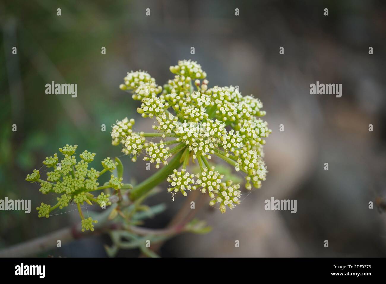 Rock samhire, plante sauvage comestible, fenouil roc, Crithmum maritimum) en mer, Andalousie, Espagne. Banque D'Images