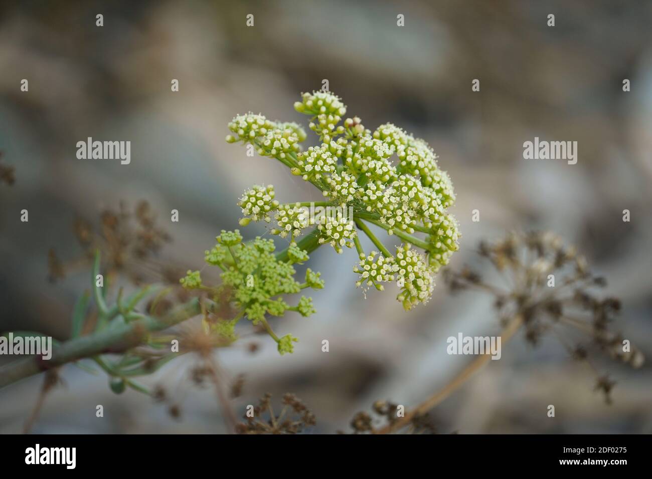 Rock samhire, plante sauvage comestible, fenouil roc, Crithmum maritimum) en mer, Andalousie, Espagne. Banque D'Images