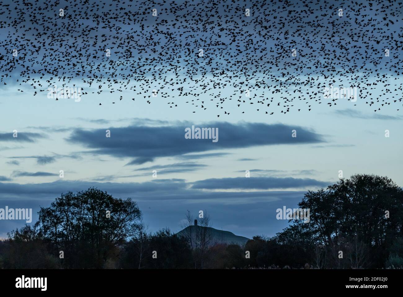 Météo au Royaume-Uni : murmure d'étoiles en soirée au-dessus de la réserve RSPB de Ham Wall, partie de la réserve naturelle des marais d'Avalon dans le Somerset, au Royaume-Uni Banque D'Images
