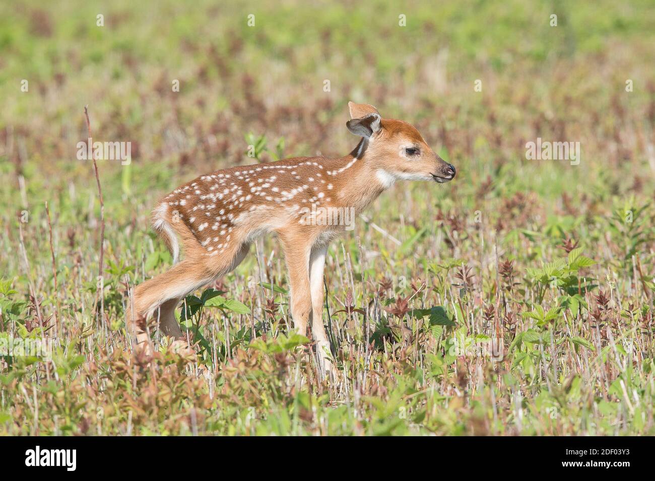 Un cerf de Virginie de bord neuf tente de se lever après sa naissance. Banque D'Images