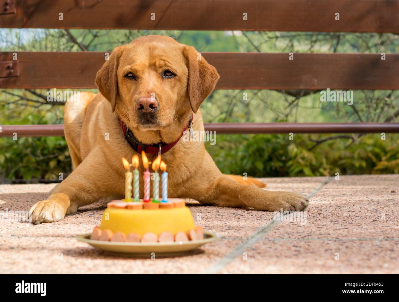 Chien De Labrador Rouge Renard Celebrant Son Cinquieme Anniversaire Avec Un Gateau D Anniversaire Pour Chien De Mais Et Saucisses Et Cinq Bougies Allumees Sur Le Gateau Photo Stock Alamy Chien De Labrador Rouge Renard Celebrant Son Cinquieme Anniversaire Avec Un Gateau D Anniversaire Pour Chien De Mais Et Saucisses Et Cinq Bougies Allumees Sur Le Gateau Photo Stock Alamy