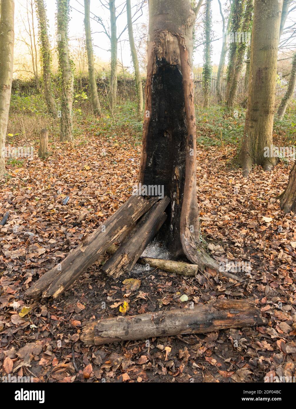 Vandalisme lié à un camping difficile, arbre vivant brûlé comme un feu de camp, Angleterre, Royaume-Uni Banque D'Images