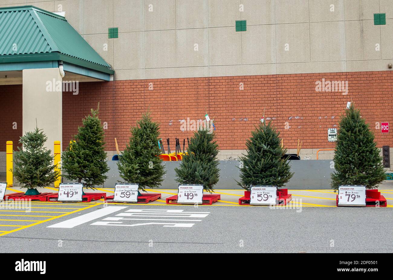 Arbres de Noël à vendre dans un dépôt à New Jersey Banque D'Images